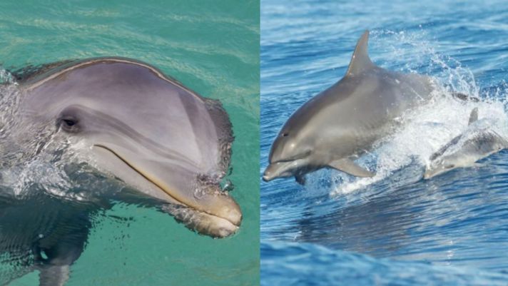 Người dân không khỏi tò mò về một con cá heo sống 'cô đơn', tự nói chuyện với chính mình