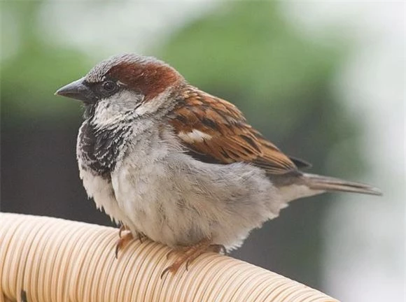 chim sa cá nhảy, không ăn chim sa cá nhảy, Tổ tiên, lời dạy tổ tiên 