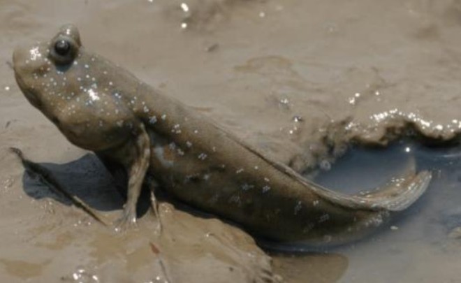Cá thòi lòi là sinh vật sống tầng đáy dưới nước, tại sao giờ lại phải ngoi sống trên bờ? Điều gì đã khiến hiện tượng kỳ thú này xảy ra?