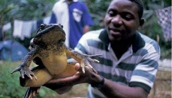 Tiết lộ thú vị về loài ếch đặc biệt nhất thế giới: Nặng bằng một đứa trẻ và biết xây tổ cho con của nó