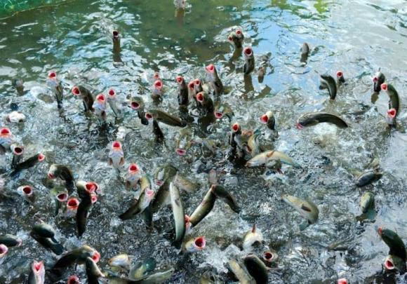 Người xưa: 'Chim sa tận nơi không bắt, cá nhảy tận bờ không ăn', tại sao?