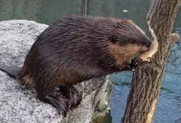 Loài vật 'ngu ngốc' nhất thế giới, IQ thấp đến mức sắp tuyệt chủng, chuyên gia: Tôi đã cố gắng hết sức