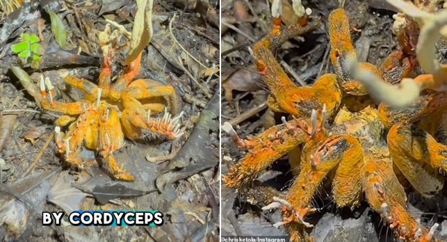 Bức ảnh kinh hoàng về loài nhện bị nhiễm nấm Zombie, bị kiểm soát tâm trí và ăn mòn cơ thể