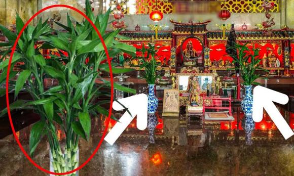 Cây phát tài phát lộc đặt lên bàn thờ rất tốt, nhưng chính xác cần cắm bao nhiều cành mới hút tiền tài?