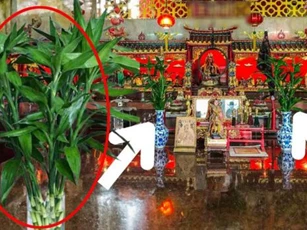 Cây phát tài phát lộc đặt lên bàn thờ rất tốt, nhưng chính xác cần cắm bao nhiều cành mới hút tiền tài?