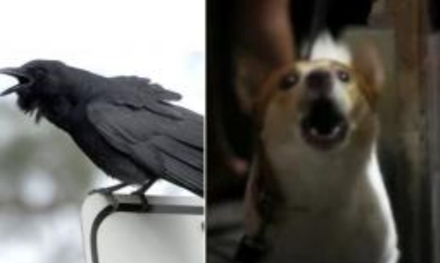 Quạ kêu, chó sủa, gà gáy lúc nửa đêm là điềm gì? Gia chủ cần thận trọng!