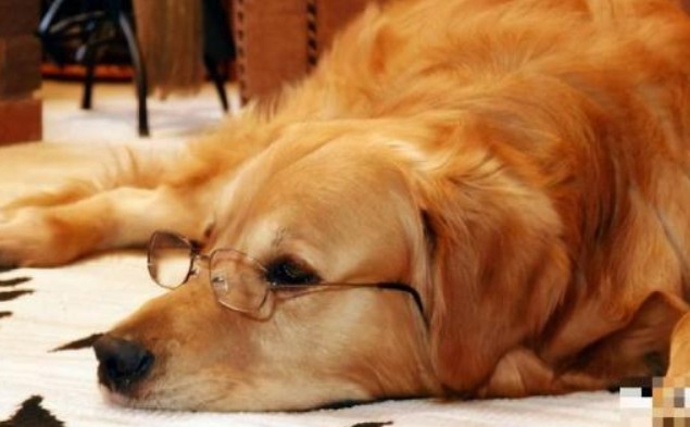 Trước khi chết, tại sao con chó lẻn trốn chủ bỏ nhà đi? Sự thật không đơn giản, sự khôn ngoan cuối cùng của động vật