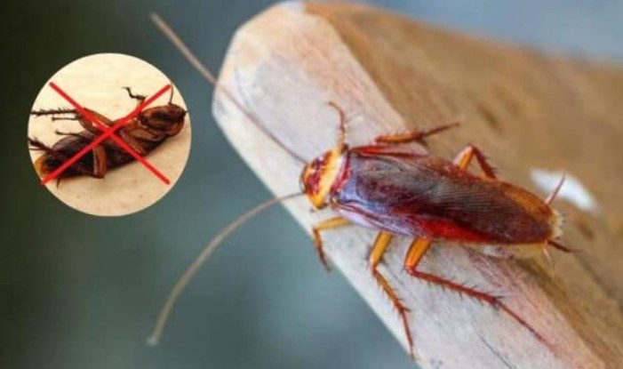 Bạn có biết nước mì tôm thừa có thể diệt gián, chỉ một ít diệt được cả đàn, hiệu quả và tiết kiệm