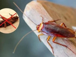 Bạn có biết nước mì tôm thừa có thể diệt gián, chỉ một ít diệt được cả đàn, hiệu quả và tiết kiệm