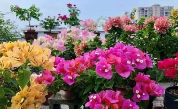 Bí quyết trồng hoa giấy mùa đông: Áp dụng '3 ít và 1 nhiều' để nở hoa rực rỡ