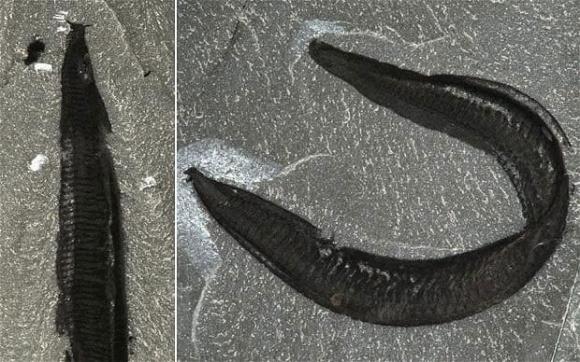 Hóa thạch của loài bọ không mặt được khai quật ở Canada cách đây 550 triệu năm, các chuyên gia cho rằng chúng là tổ tiên sớm nhất của loài người