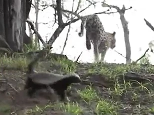 CLIP: Báo săn bỏ chạy thục mạng khi chạm trán lửng mật dũng mãnh