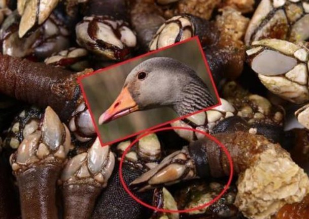 Loài ốc có hình thù kỳ dị, được mệnh danh 'ngon nhất thế giới', giá gần 8 triệu/kg vẫn liên tục được săn lùng