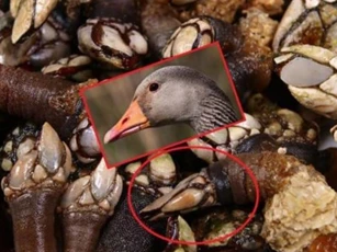 Loài ốc có hình thù kỳ dị, được mệnh danh 'ngon nhất thế giới', giá gần 8 triệu/kg vẫn liên tục được săn lùng