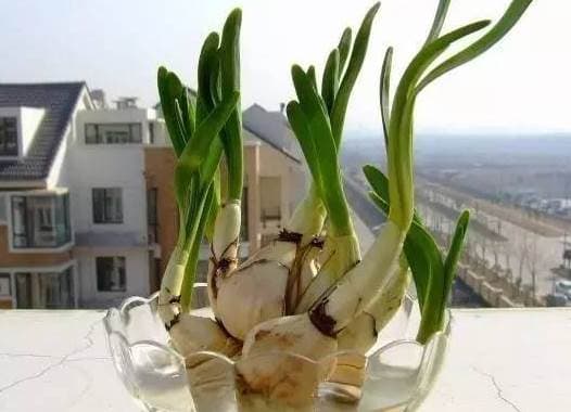 Bí kíp trồng tỏi siêu dễ: Vừa tiết kiệm tiền vừa có tỏi sạch dùng quanh năm