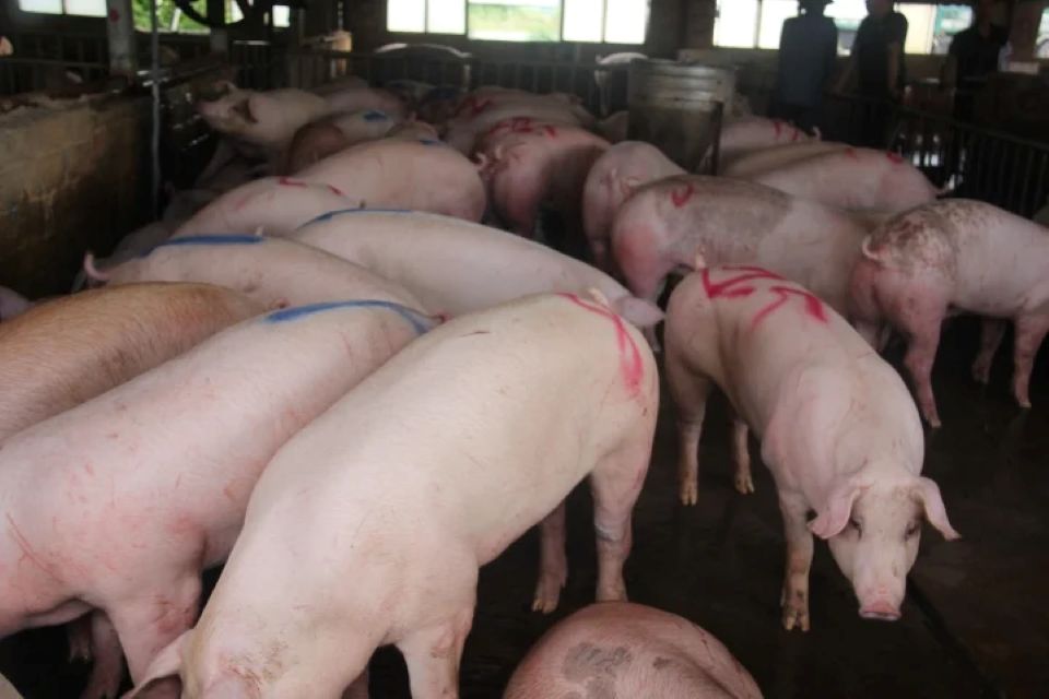 Giá heo hơi ngày 28/11/2024: Ổn định trên toàn quốc 