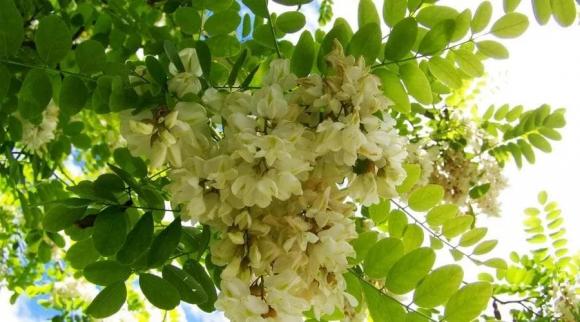 Loại hoa cực thơm chuyên trồng lấy nụ, phơi khô bán 'giá nhà giàu' vì có công dụng trị bách bệnh