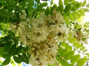 Loại hoa cực thơm chuyên trồng lấy nụ, phơi khô bán 'giá nhà giàu' vì có công dụng trị bách bệnh