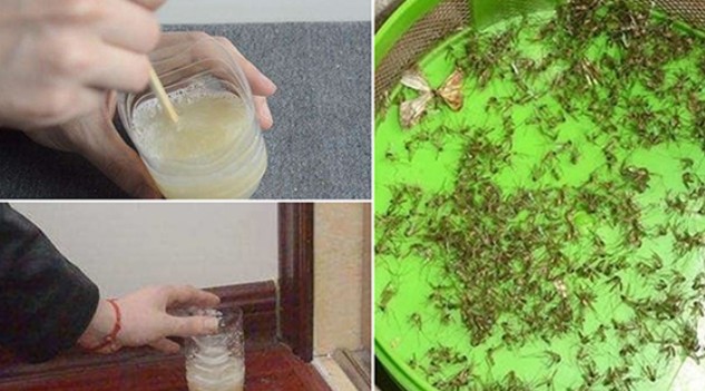 Trộn bột giặt với lon bia uống dở để góc nhà: Muỗi nhiều mấy cũng bị diệt sạch bách