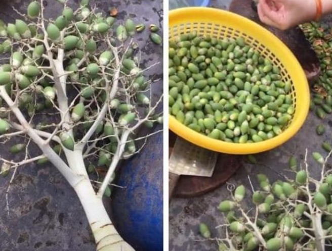 Quả cau cảnh trước đây chỉ để bỏ đi, nay là đặc sản, gần 200 nghìn đồng/kg cũng không có mà bán