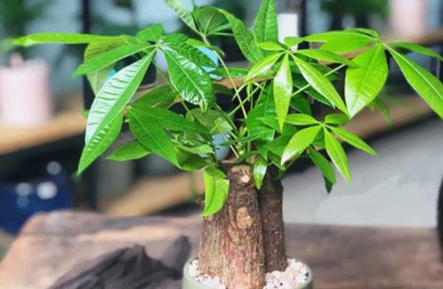 5 cây phong thủy 'ưa chịu khổ', thích sống chậu nhỏ, ghét chậu to