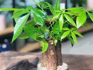 5 cây phong thủy 'ưa chịu khổ', thích sống chậu nhỏ, ghét chậu to