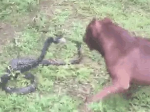 CLIP: Cuộc tử chiến giữa Pitbull và rắn hổ mang chúa, cái kết đầy bi thảm cho kẻ thua cuộc