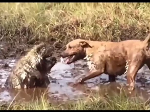 CLIP: Cuộc chiến khốc liệt trong vũng bùn, chó Pitbull thua đau trước nhím