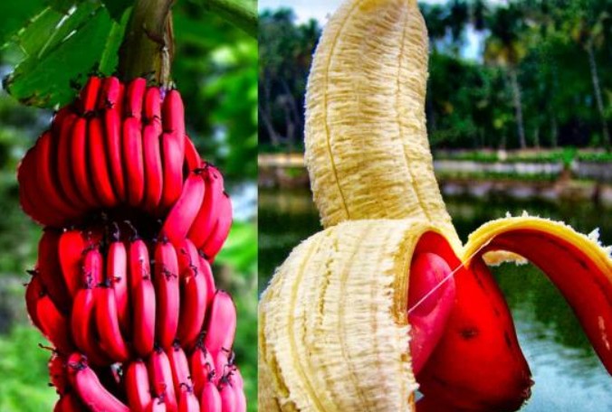 Loại chuối màu đỏ rất bắt mắt có gì mà đắt hơn chuối thường, nhiều người vẫn lùng mua?