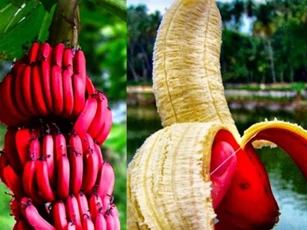 Loại chuối màu đỏ rất bắt mắt có gì mà đắt hơn chuối thường, nhiều người vẫn lùng mua?