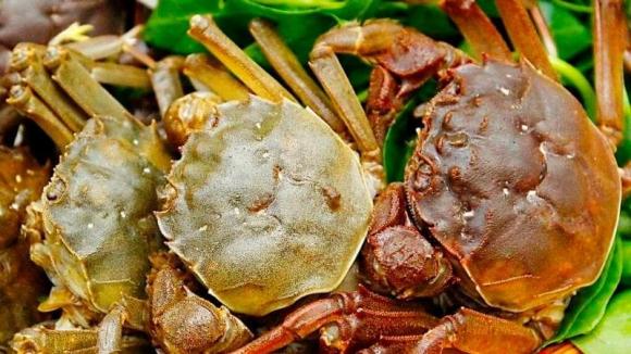 Loại cua sông đắt hơn cua biển, chỉ có vào mùa thu và được rất nhiều người săn lùng