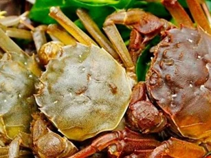 Loại cua sông đắt hơn cua biển, chỉ có vào mùa thu và được rất nhiều người săn lùng