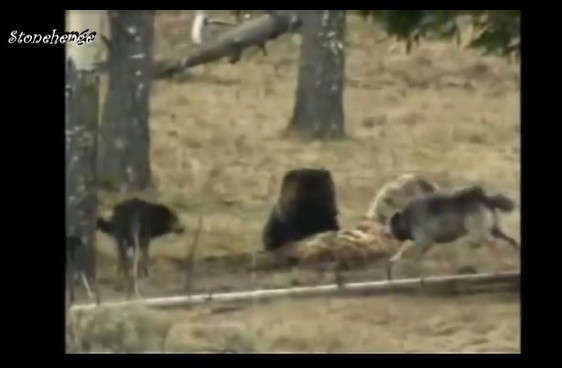 CLIP: Gấu xám đơn độc đối đầu bầy sói, trận chiến nghẹt thở và cái kết bất ngờ