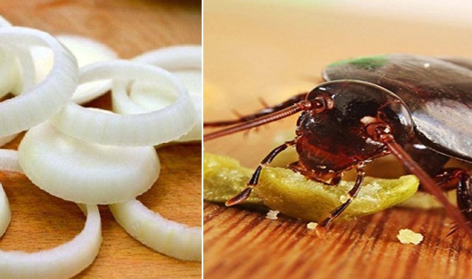 Dùng 1 củ hành tây theo cách này, gián mẹ gián con "khiếp vía 3 đời", không bao giờ quay trở lại