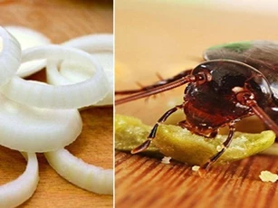 Dùng 1 củ hành tây theo cách này, gián mẹ gián con "khiếp vía 3 đời", không bao giờ quay trở lại