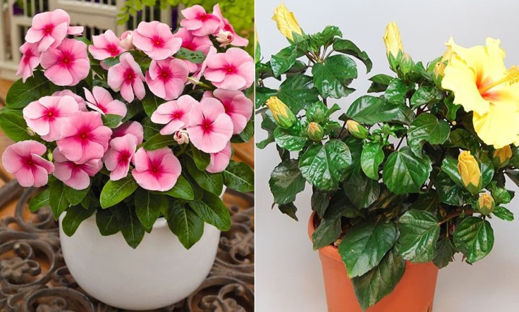 2 loài hoa khắc tinh với ung thư, vừa là thuốc quý lại nở hoa đẹp suốt quanh năm