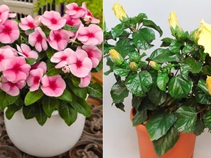 2 loài hoa khắc tinh với ung thư, vừa là thuốc quý lại nở hoa đẹp suốt quanh năm