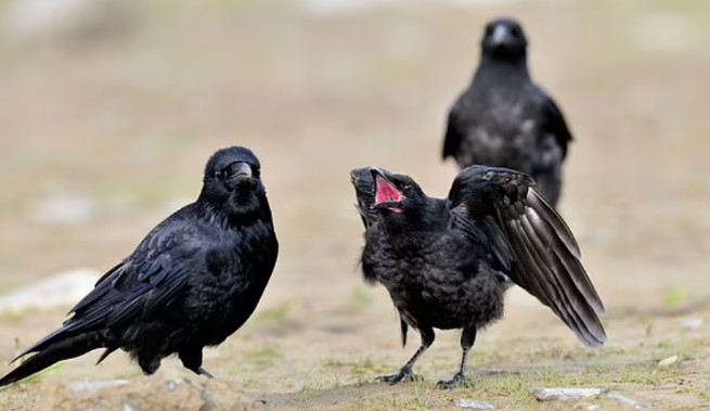 Quạ có thể nhận diện và giữ mối hận thù trong suốt 17 năm sau khi bạn làm chúng tức giận