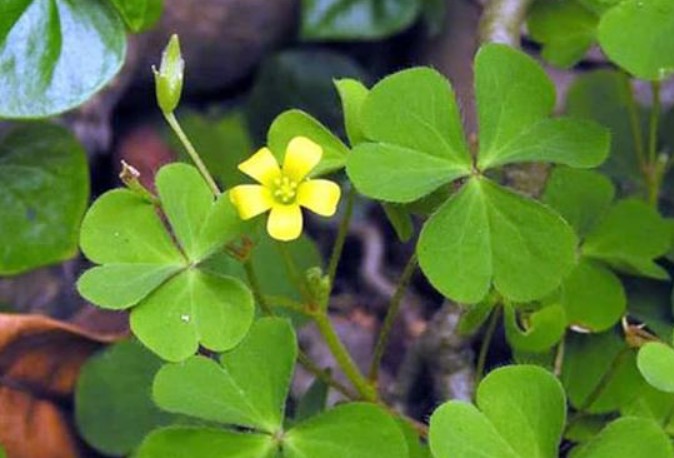 Có một loại rau ngày xưa mọc dại khắp nơi không ai ăn, giờ bán giá hơn trăm nghìn vẫn đắt hàng