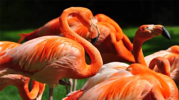 Tại sao loài chim hồng hạc có bộ lông màu hồng và nuôi con bằng máu?