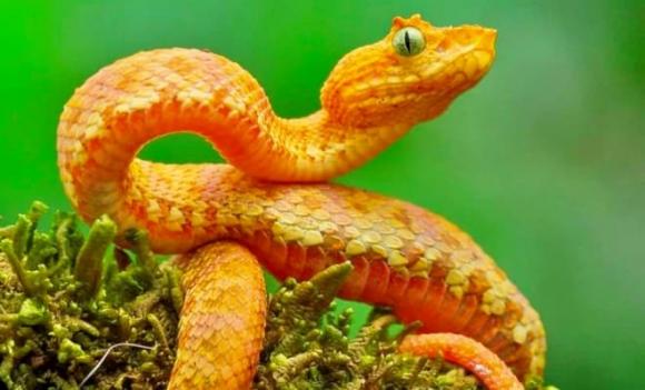 'Sợ nhất bốn loài động vật ghé nhà, không phải là tai ương thì cũng là họa', 4 loài động vật ám chỉ con nào?