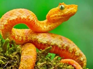 'Sợ nhất bốn loài động vật ghé nhà, không phải là tai ương thì cũng là họa', 4 loài động vật ám chỉ con nào?