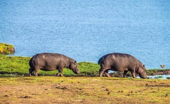 dòng sông ô nhiễm, châu phi, cá chết, hà mã