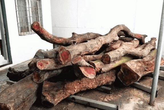 Cây gỗ 50 tỷ đồng nhiều người dùng để nhóm lửa vì không biết giá trị