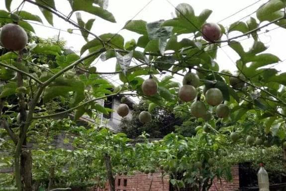 Hướng dẫn bạn cách trồng loại trái cây có giá trị dinh dưỡng gấp 10 lần táo! 6 hạt trồng được cả giàn, tha hồ hái quả