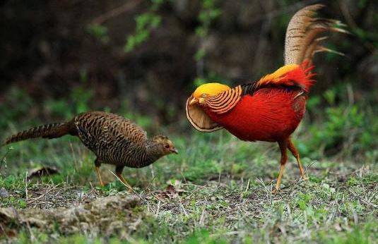 Vì sao động vật phải đợi động dục, còn con người có thể mang thai bất cứ lúc nào? Lý do khiến bạn bất ngờ