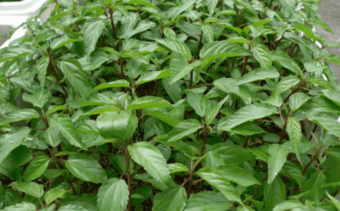 Loại rau rẻ tiền nấu lên cực nhớt nhưng lại bổ ngang nhân sâm, không phải người Việt nào cũng dám ăn