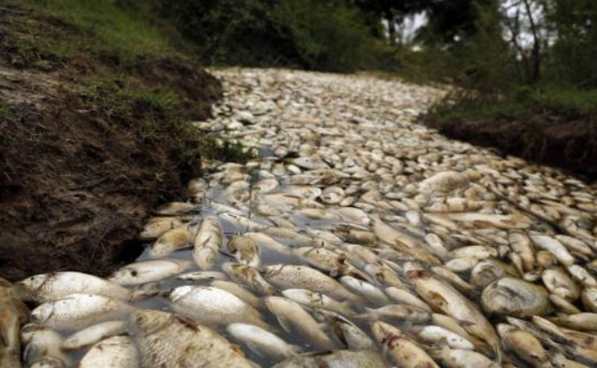 Có một dòng sông kỳ lạ ở châu Phi, đến mùa mưa thì đầy cá chết, sát nhân ở ngay bên cạnh nhưng ngư dân không dám lại gần?