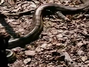 CLIP: Cuộc đấu sinh tử, báo đen khéo léo hạ gục trăn Anaconda khổng lồ