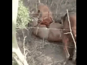 CLIP: Cuộc chiến khốc liệt, báo sư tử bị chó Pitbull hạ gục khi săn mồi sai chỗ
